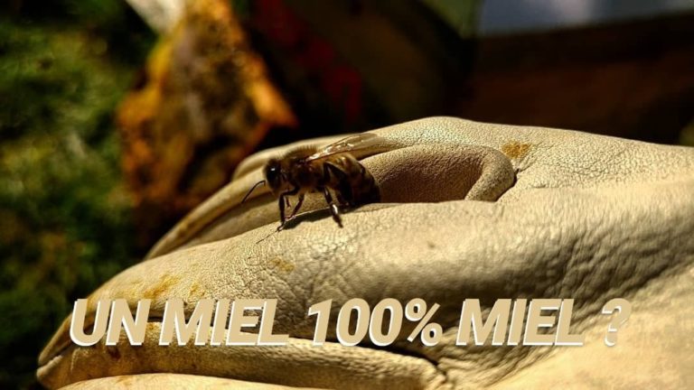 Miel dossier complet publication innutswetrust