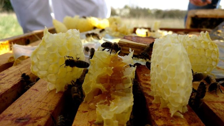 Miel ruche abeilles publication innutswetrust