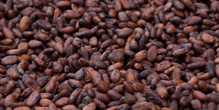 Cacao en graines