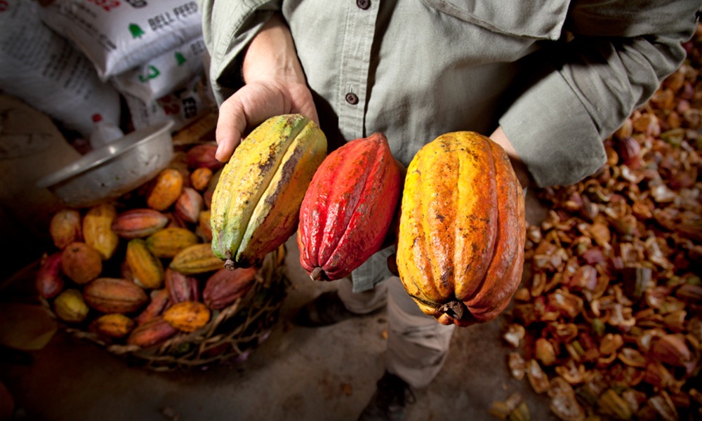 Cacao présentation multicolore publication innutswetrust