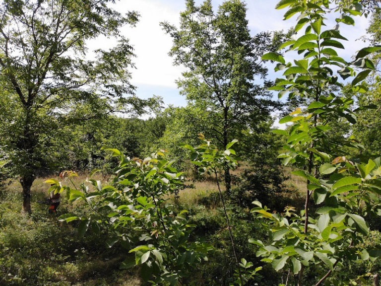 Forêt de feuillus en Corrèze