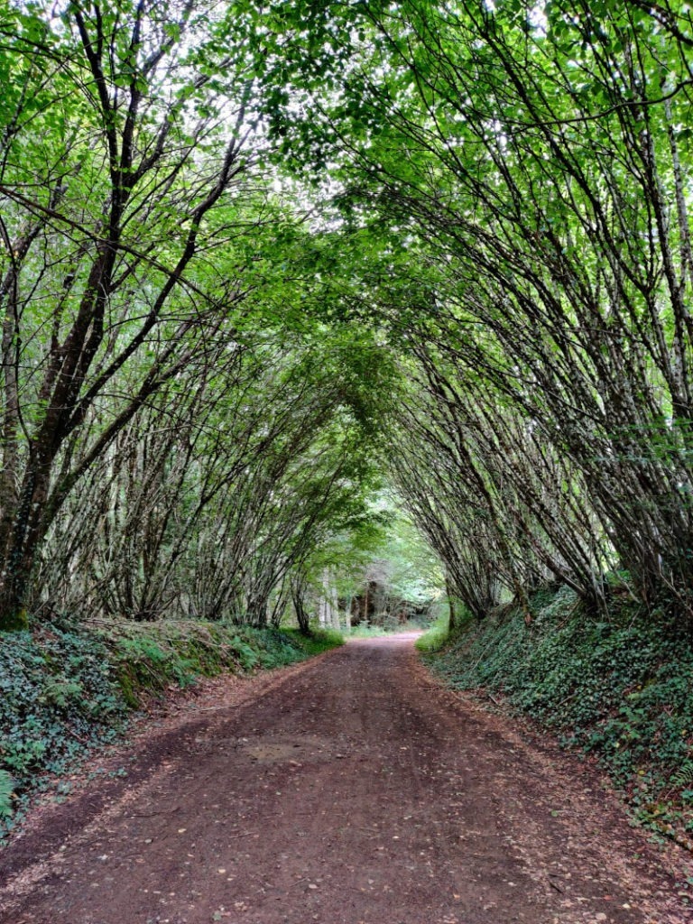 Passage emblématique forêt de feuillus en Corrèze