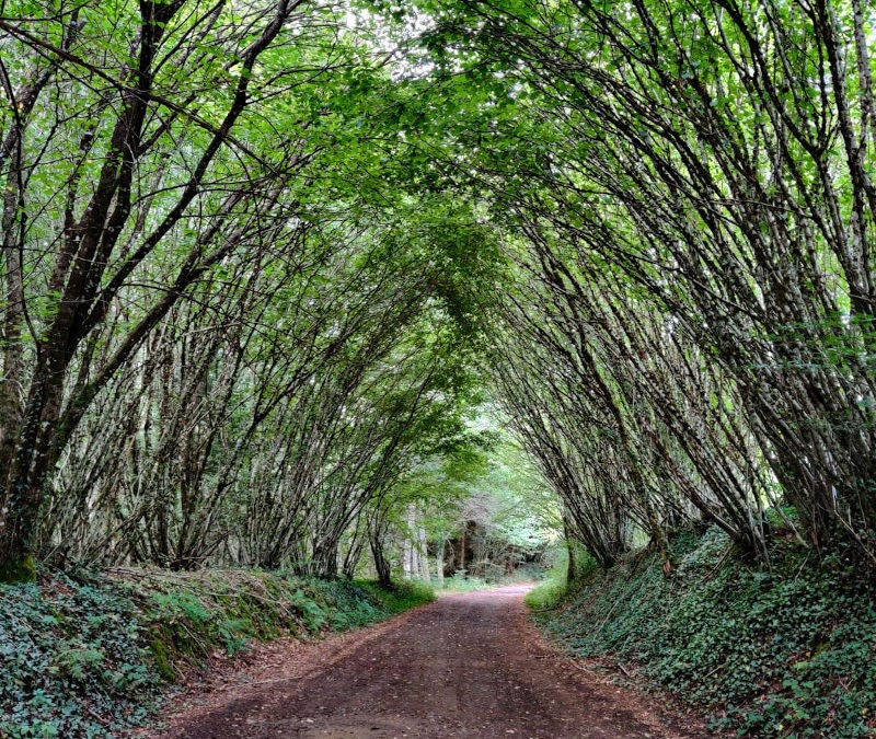 L’arbre qui cache la forêt