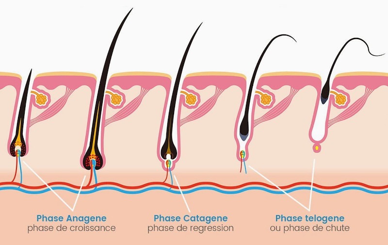 Cycle de vie et phases de développement du cheveu