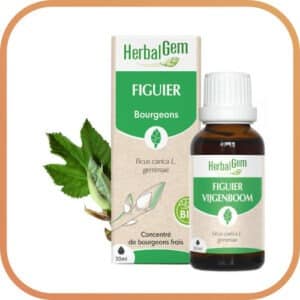 Concentré de bourgeon de Figuier