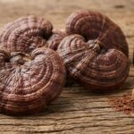 Champignons adaptogènes