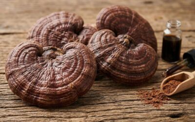 Champignons adaptogènes : comment choisir ? (et pourquoi la plupart ne valent pas grand-chose)
