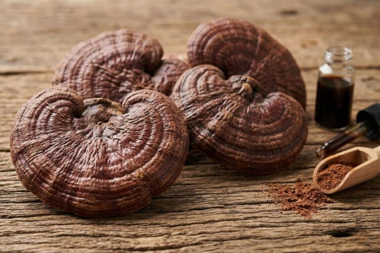 Champignons adaptogènes