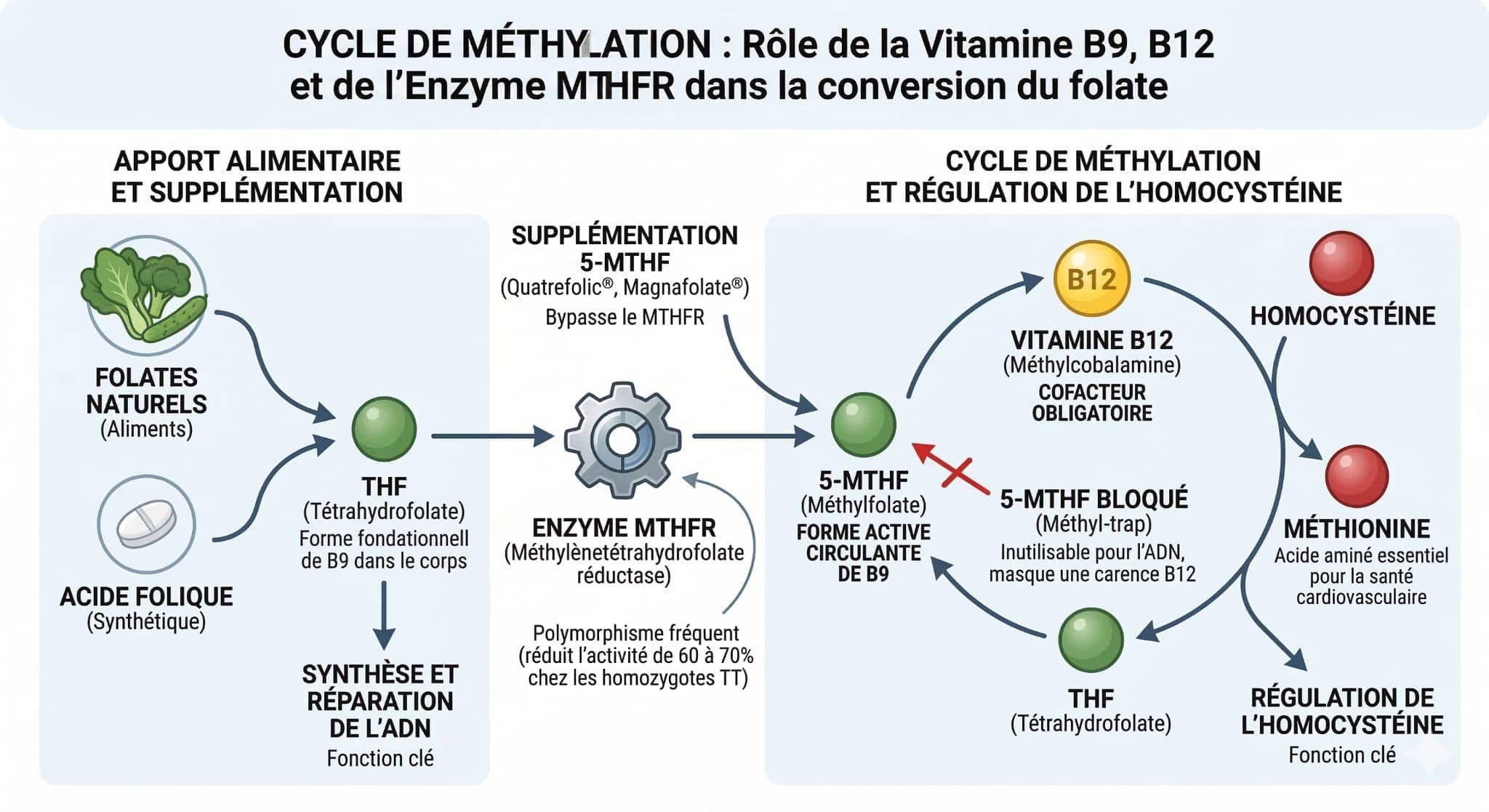 cycle de méthylation