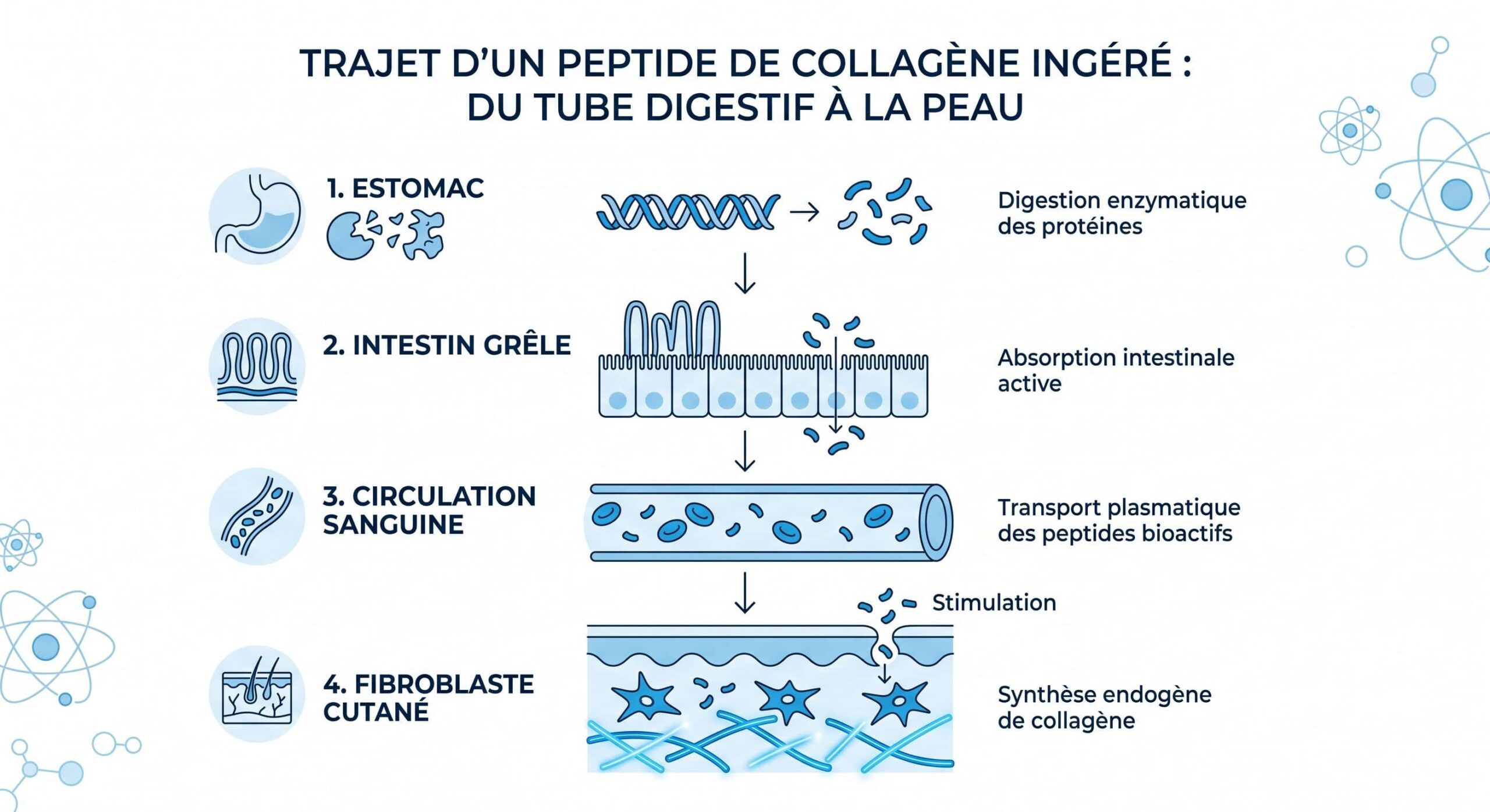 peptide de collagene peau