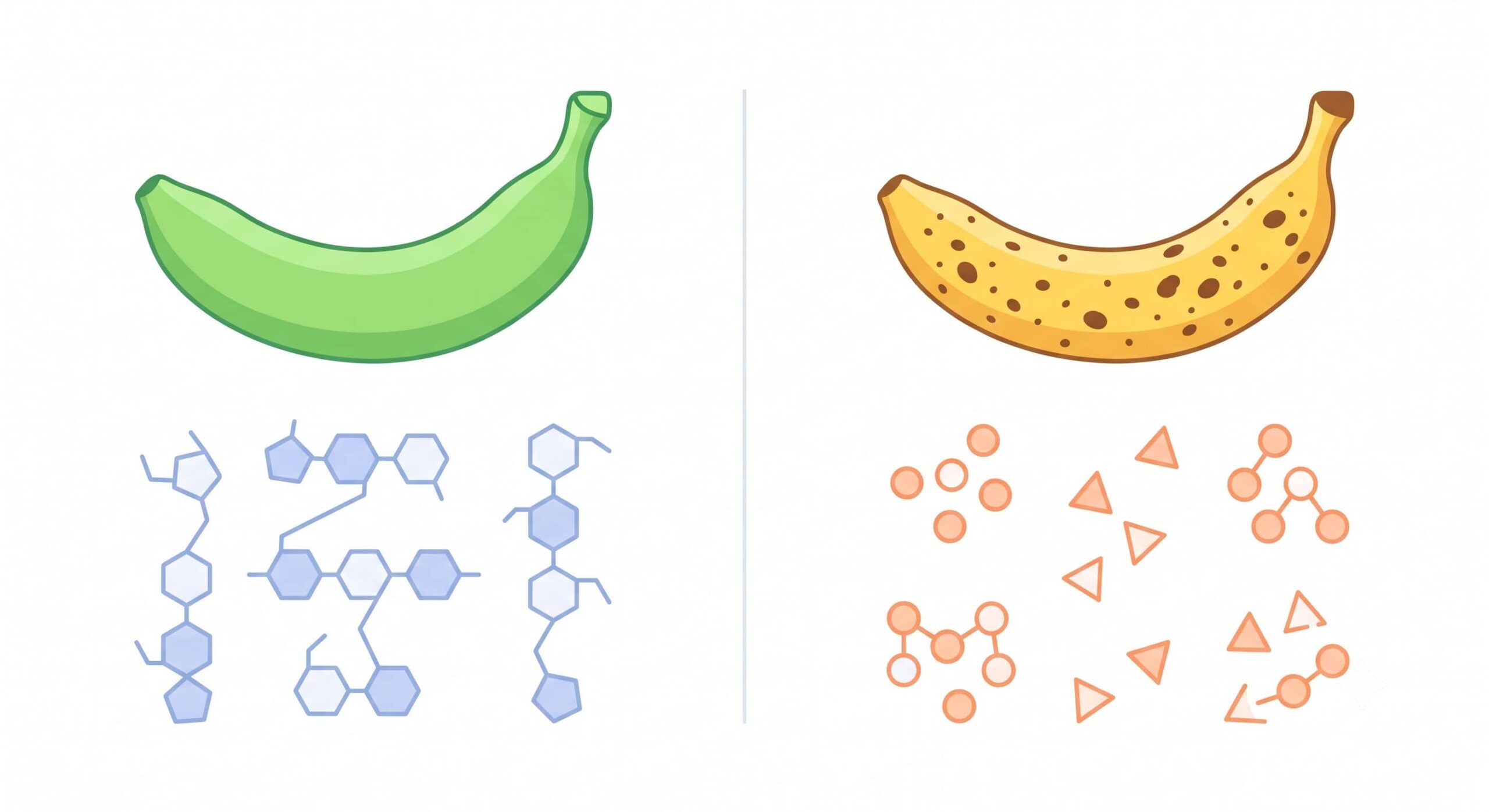 Comparaison entre une banane verte riche en amidon résistant et une banane mûre riche en sucres simples, avec leur index glycémique