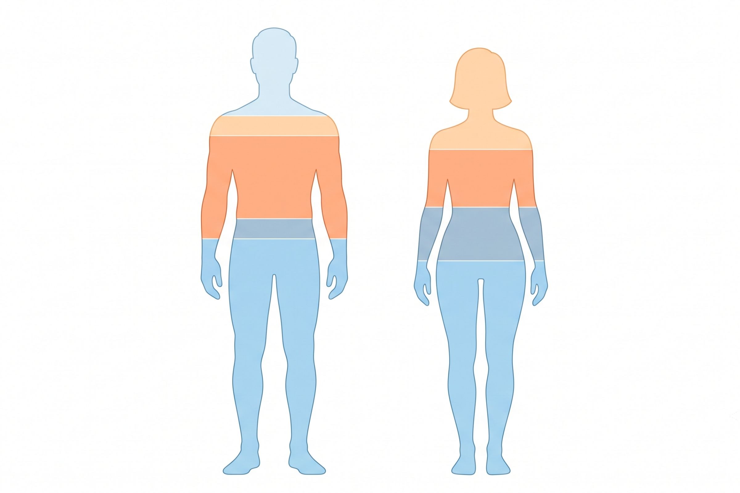 Comparaison illustrée de la composition corporelle entre un homme et une femme expliquant l'écart de calories par jour
